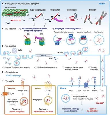 The Fate of Tau Aggregates Between Clearance and Transmission